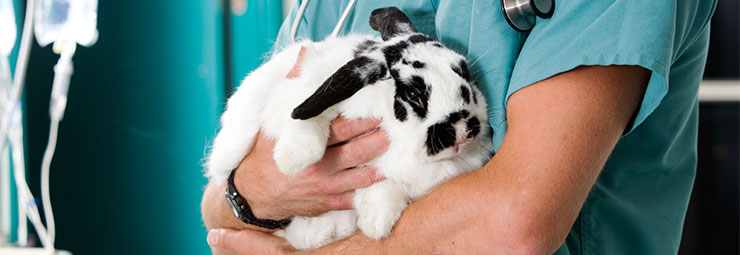 clinica veterinaria clinica veterinaria