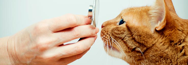 portare animale veterinario portare animale veterinario