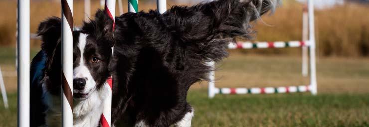 agility dog per cani agility dog per cani