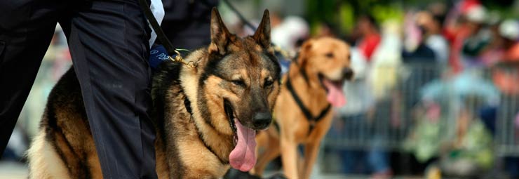 cani da lavoro cani da lavoro