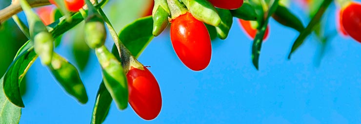 coltivare piccoli frutti coltivare piccoli frutti