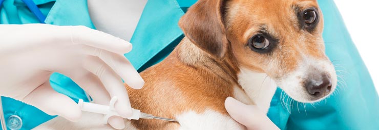 vaccinazioni obbligatorie cane vaccinazioni obbligatorie cane