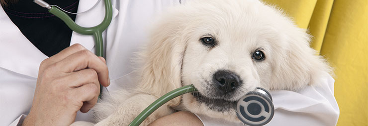 clinica veterinaria clinica veterinaria