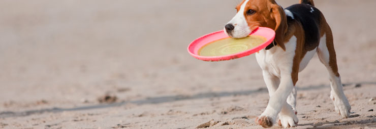 spiagge per animali spiagge per animali
