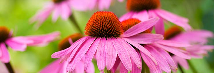 echinacea echinacea