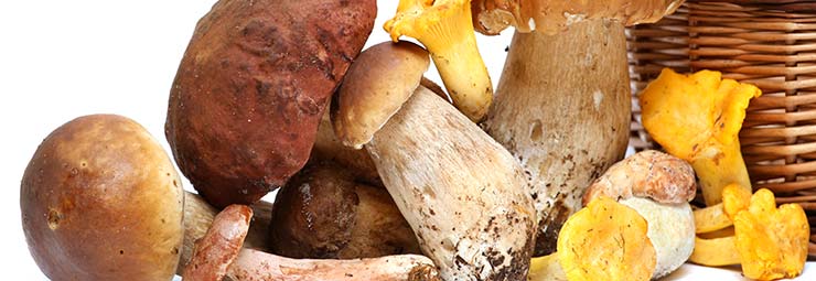 menù funghi e tartufi menù funghi e tartufi