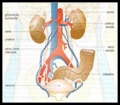 Endoscopia prostata