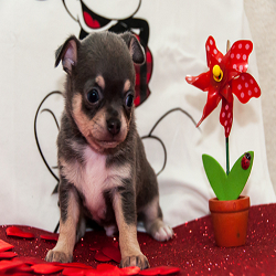 Cuccioli Chihuahua A Torino Quartiere Barriera Di Milano